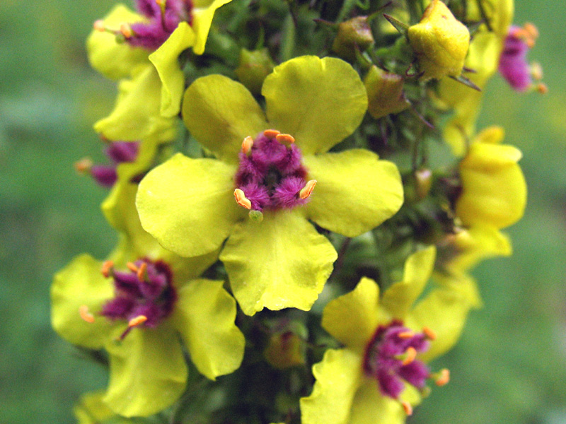 Verbascum alpinum Turra / Verbasco alpino